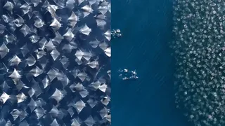 Marine Divers Encounter Massive Fever Of Stingrays; Viral Video Leaves Internet Awestruck